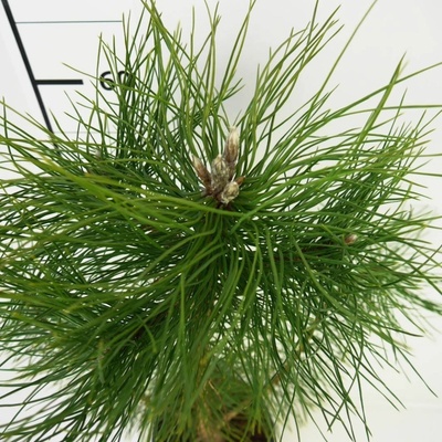 Pinus nigra Prodejní velikost: 040/060, Velikost hrnku: 2 l – Hledejceny.cz