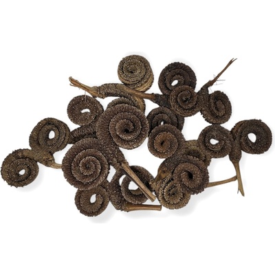 Sušené indické Palm rings baranie rohy 10 ks - prírodné