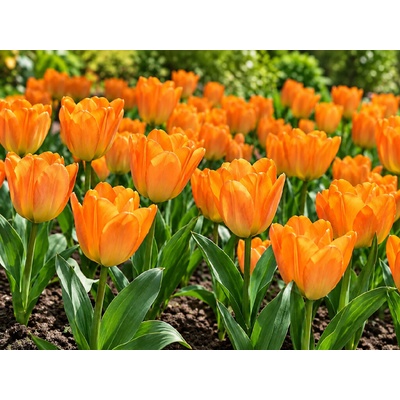 Tulipán 'Orange Brilliant' 5 ks