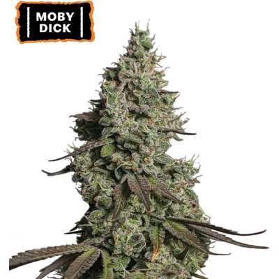 Seedstockers Moby Dick Auto semienka neobsahujú THC 3 ks