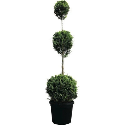Cyprusovec leylandský 3 gule FloraSelf Cupressocyparis leylandii 110-130 cm kvetináč 18 l