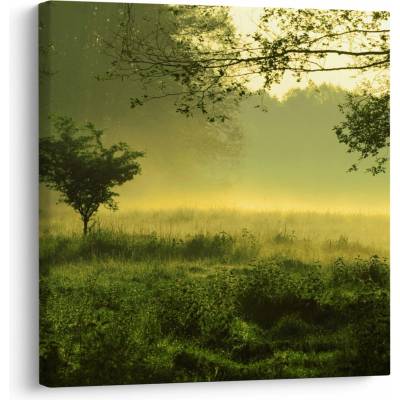 Obraz - Probouzející se les, jednodílný 70x70 cm