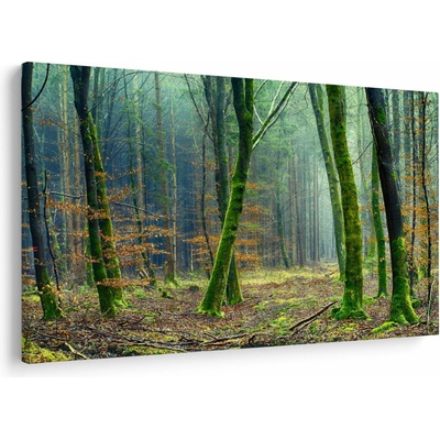 Obraz lesa, jednodílný 120x80 cm