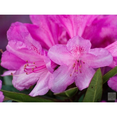 Rododendrony a azalky sazenice v kontejneru 1-2l 0-150 cm