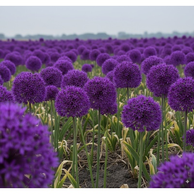 Okrasný česnek 'Purple sensation' 5 ks – Hledejceny.cz