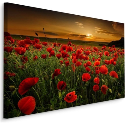 Plátno Pole Vlčích Máků Při Západu Slunce 3D Varianta: 100x70