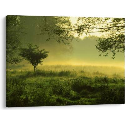 Obraz - Probouzející se les, jednodílný 70x50 cm