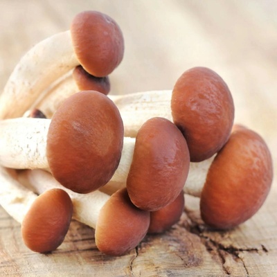Polnička topoľová Agrocybe aegerita sadba 1 ks