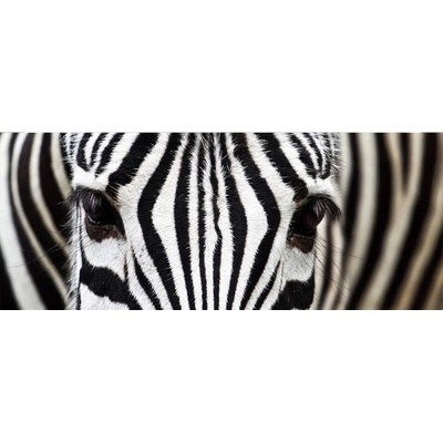 Dimex MP-2-0234 Panoramatická vliesová fototapeta na zeď Zebra rozměry 375 x 150 cm