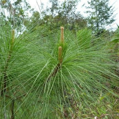 Borovice gerardiana Pinus gerardiana semena 5 ks – Hledejceny.cz