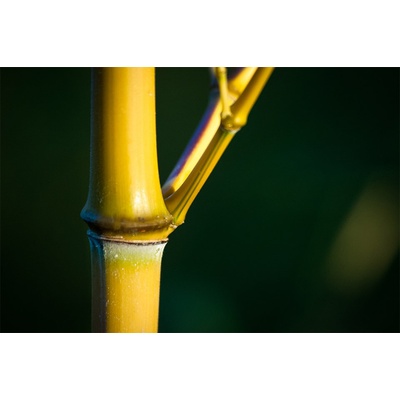Phyllostachys aureosulcata Aureocaulis "Žluťák" M: 1 3 stébla 120-180 cm