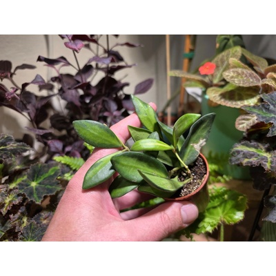 PlantBros flower Hoya burtoniae variegata