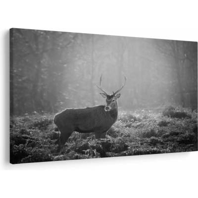 Obraz - Jeleň v lese, čiernobiela, jednodielne 90x60 cm