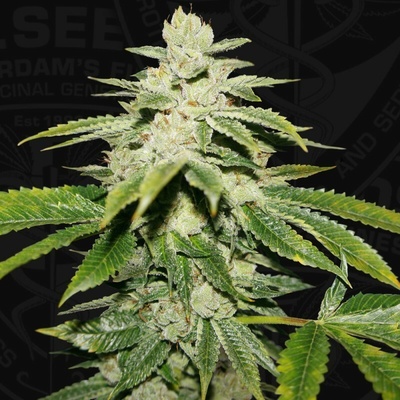 T.H. Seeds Watermelon Ultra 710 Special Edition semienka neobsahujú THC 7 ks