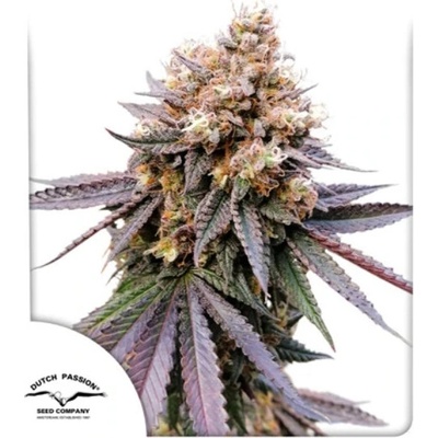 Dutch Passion GMO Fast semienka neobsahujú THC 10 ks