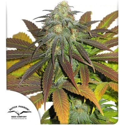 Dutch Passion Californian Orange semienka neobsahujú THC 100 ks