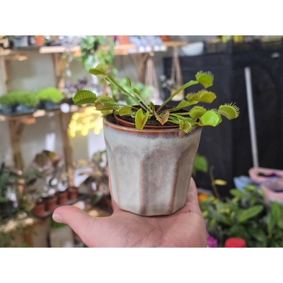 PlantBros flower Dionaea muscipula Mucholapka Konkrétna rastlina: S keramickým kvetináčom z fotografie