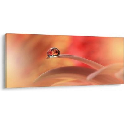 Obraz kvetinové kvapky rosy, jednodielne 120x50 cm