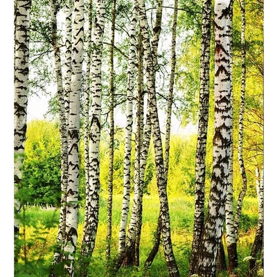 Dimex MS-3-0094 vliesová fototapeta rozměry 225 x 250 cm