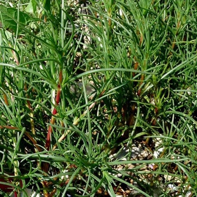 Slanobyľ Salsola soda semienka slanobyľa 40 ks