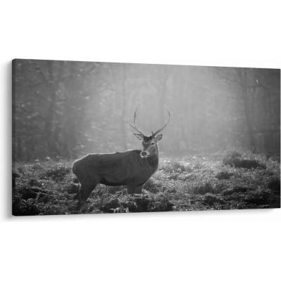 Obraz - Jeleň v lese, čiernobiela, jednodielne 120x70 cm