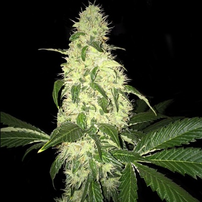 T.H. Seeds Afghaniberry regular semienka neobsahujú THC 5 ks