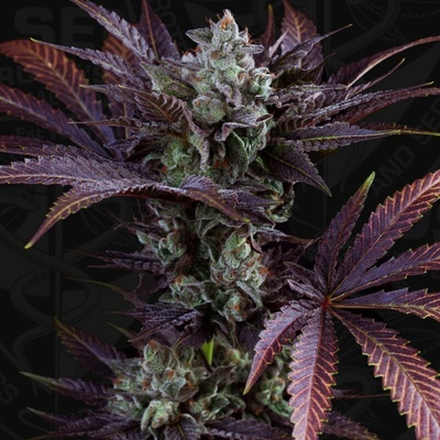 T.H. Seeds French Macaron semienka neobsahujú THC 6 ks