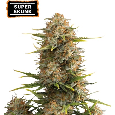 Seedstockers Super Skunk Auto semienka neobsahujú THC 3 ks
