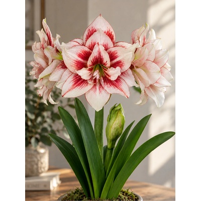 Amaryllis ELVAS hippeastrum hvězdník