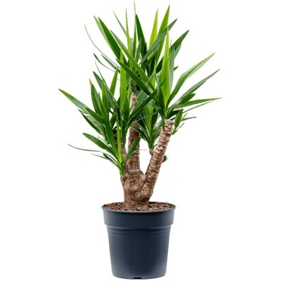 Yucca elephantipes branched pots. 27x110 cm