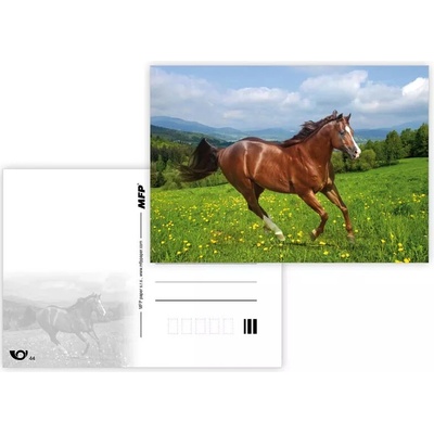 MFP paper s.r.o. Pohlednice - zvířata mix Kůň č.4