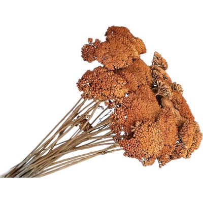 Stabilizované sušené kvety Rebríček - Achillea 200g - vintage oranžová