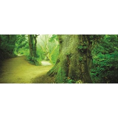 Preinterier Fototapeta - PA0088 Zelený strom vlies - 250cm x 104cm