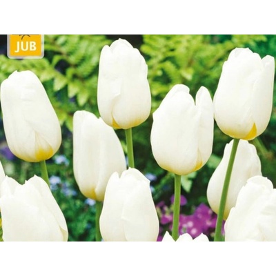 Tulipán Triumph White 15 ks v balení