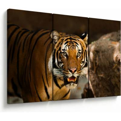 Obraz tigra, trojdielne 120x80 cm