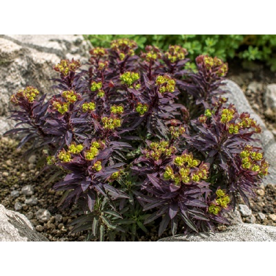 Prýštec mandľovitý 'Purpurea'