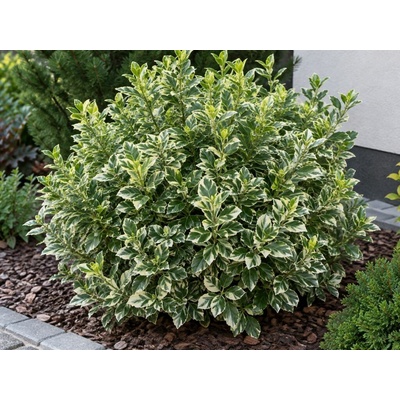 Bršlen japonský Bravo, výška 20-30 cm, kvetináč 13 cm