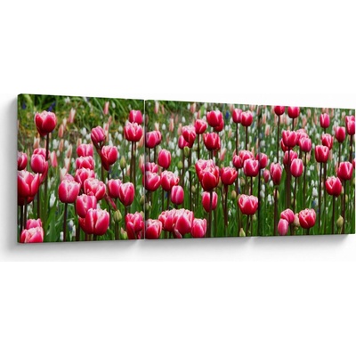 Obraz tulipánov, trojdielne 120x40 cm