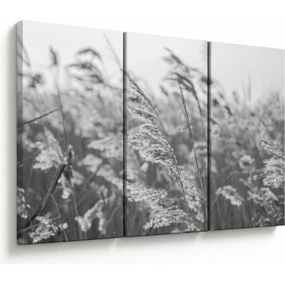 Obraz - Tráva vo vetre, trojdielne 120x80 cm