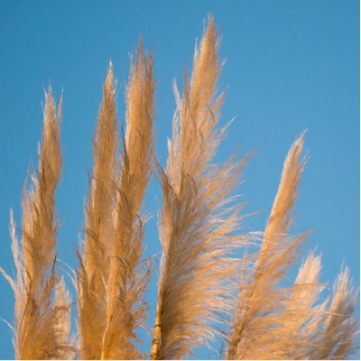 Palmová tráva - Setaria palmifolia - prodej semen - 10 ks – Hledejceny.cz