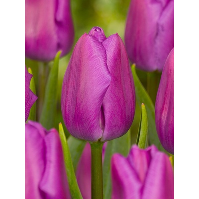 Tulipán 'Purple flag' 5 ks Velikost: 10/11