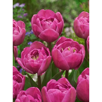 Tulipán 'Tabledance' 5 ks