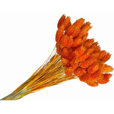 Sušená tráva Phalaris - Chrastica 80g - jasná oranžová