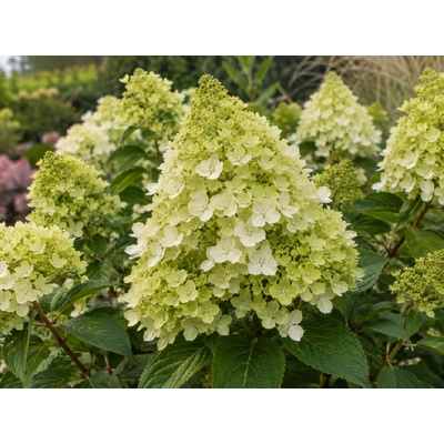 Hortenzia metlinatá 'Mojito'