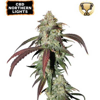 Seedstockers CBD Northern Lights semienka neobsahujú THC 25 ks