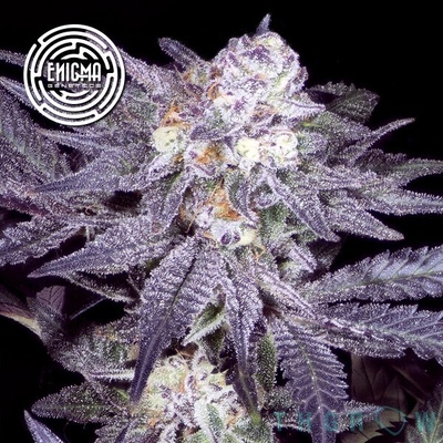 Enigma Genetics Jealousy 54 semienka neobsahujú THC 6 ks