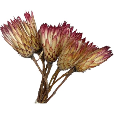 Sušené kvety Protea Obtusifolia 10ks - prírodné, cyklamenové