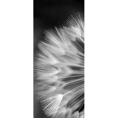 Preinterier Fototapeta - DV0144 - čiernobiela púpava Samolep. fólia - 91cm x 211cm