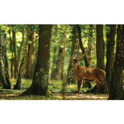 Preinterier FT2526 Fototapeta na stenu Jeleň vlies 104cm x 70cm