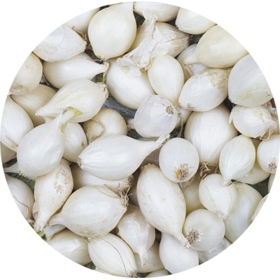 SimonSeed Cibuľa sadzačka White Globe 0,25 kg